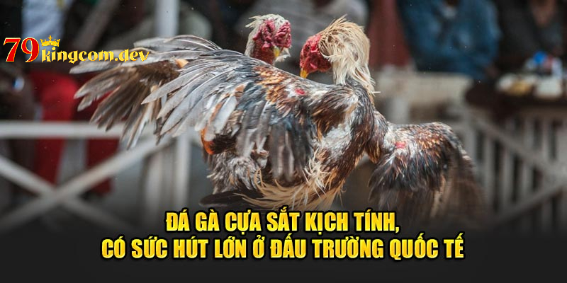 Đá gà cựa sắt thu hút bởi các trận đấu dồn dập, kịch tính